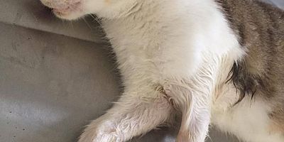 BiR SOKAK HAYVANI DAHA SAĞLIĞINA KAVUŞTU