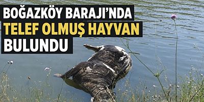 Boğazköy Barajı'nda telef olmuş hayvan bulundu