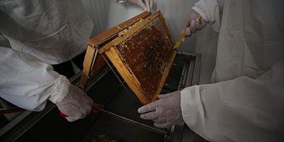 Bozcaada'nın mor kekik tarlalarında üretilen 