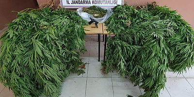 Bursa'da 20 yıl hapisle aranıyordu, esrar tarlasında yakalandı!