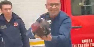 Bursa’da Araç motoruna bu kez kedi değil, horoz girdi