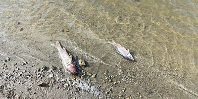 Bursa’da Burcun Göleti'nde balık ölümleri