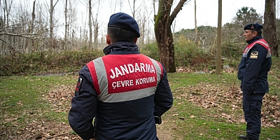 Bursa’da Firar eden ayı havadan ve karadan aranıyor