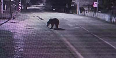 Bursa’da Kaçak ayı 9 gün sonra yakalandı