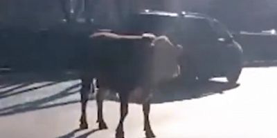 Bursa’da Kaçan Boğa Ana Yolda Koştu, Trafik Durma Noktasına Geldi