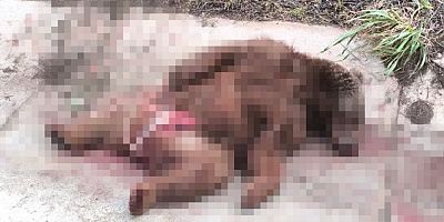 Bursa’da Otomobilin çarptığı bozayı telef oldu