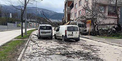 Bursa'da seyir halindeki araçların üzerine ağaç devrildi