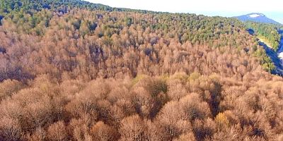 Bursa'da tırtıllara hava harekatı