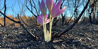 Bursa’da Yanan ormanda açan çiçek gönülleri ısıttı