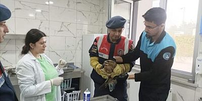 Bursa'da yaralı bulunan şahin tedaviye alındı