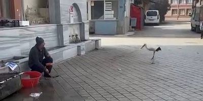 Bursa’da Yusuf dayının leyleği 'Bilal' bu yıl da geldi