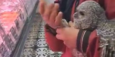 Bursa’da yuvasından düşen baykuş kasaba götürüldü