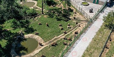 Bursa'daki barınakta kış uykusundan uyanan ayılar özenle besleniyor
