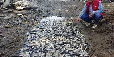 Bursa Yenişehir'de suların çekilmesi balık ölümlerine sebep oldu