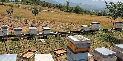 Bursalı arıcıları sağanak yağış ve dolu vurdu