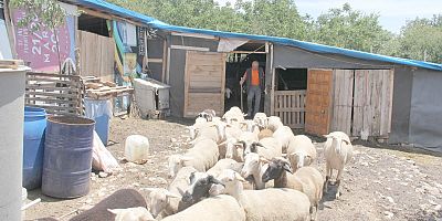 Canımızı zor kurtardık