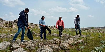 Çekirge istilasını bitirecek! Ördeklerin önemi...