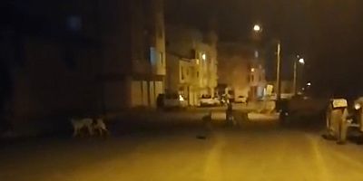 Cerrah Mahallesi'nde 'köpek' korkusu 