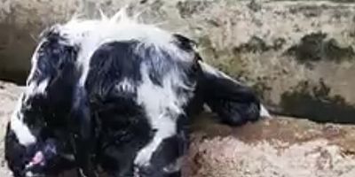 Çift başlı kuzu görenleri şaşkına çevirdi