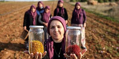 Çiftçiye dönüm başı 100 bin lira kazandıracak projede ilk hasat yüzleri güldürdü