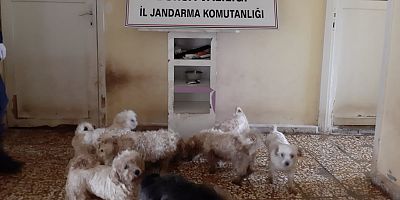 Çiftliğe köpek baskını 23 köpek ele geçirildi