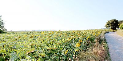 ÇİN ÇEKİRDEĞİ GÜMRÜK VERGİLERİNİN ARTMAMASI AYÇEKİRDEĞİ ÜRETİCİLERİNİ ÜZDÜ