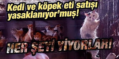 Çin, kedi ve köpek satışını yasaklayacak'mış!
