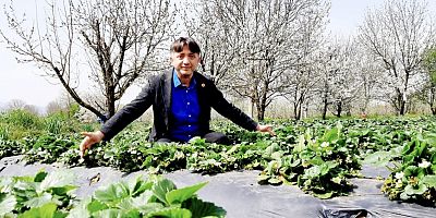 Çitli çileği yeni sezona hazırlanıyor