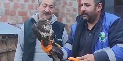 Çitli Mahallesi'nde Yaralı Şahin Tedavi Altına Alındı