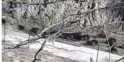 DOMUZ SüRüSü CERRAH’A iNDi