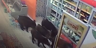 DOMUZLAR MARKETİ BASTI