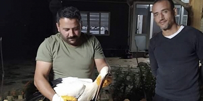 Düşük voltajlı elektrik çarpması sonucu yaralanan leylek tedavi altına alındı