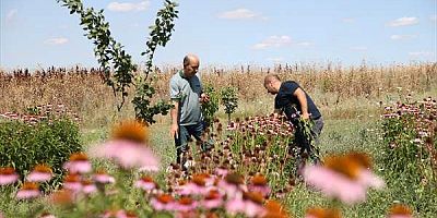 Edirne’de Ekinezya Trakya çiftçisine alternatif tarım ürünü olacak