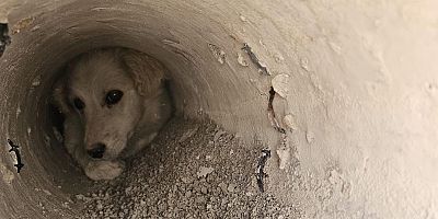 Elektrik Direğine Sıkışan Köpek Kurtarıldı