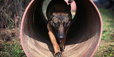 Enkazda canlı arama köpekleri eğitimlerle göreve hazır tutuluyor