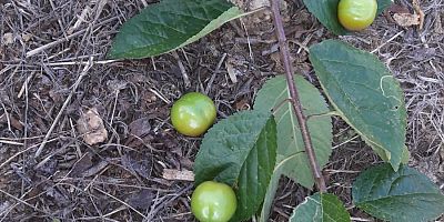 ERİK AĞACI KASIM'DA MEYVE VERDİ