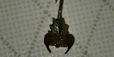 EVİNİ AKREPLER BASTI