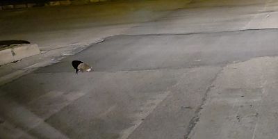 Gece Yarısı Caddeye Çıkan Kirpi Kamerada