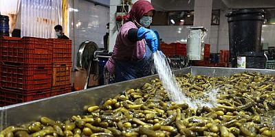 Gedelek turşusunun kış sofralarına yolculuğu başlıyor