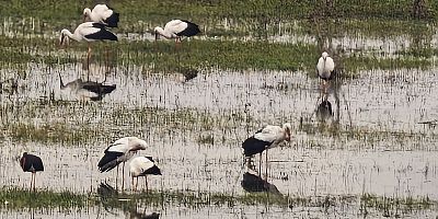 Göç yolundaki pelikanlar İnegöl’de