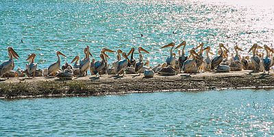 Göç yolundaki pelikanlar İnegöl’de