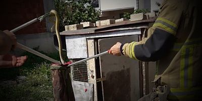 Güvercin kümesine giren yılan, İtfaiye Ekipleri tarafından çıkarıldı