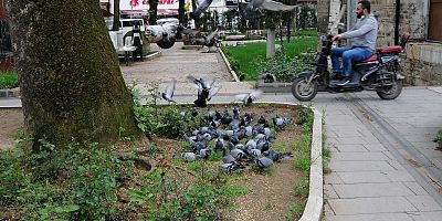 GÜVERCİNLER İSHAKPAŞA’YA YAKIŞTI