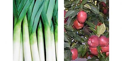 HAMAMLI MAHALLESİNDE BAHÇELERDEN 4 TON ELMA VE PIRASA ÇALDILAR