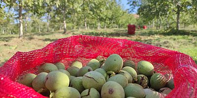 Hasadına başlanan ceviz,  çiftçilerin yüzünü güldürdü