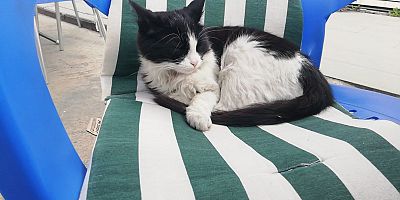 HASTA KEDİYİ TEDAVİ ETTİRDİ