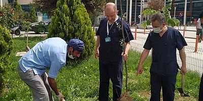 Hastane bahçesine çeşit çeşit ağaç dikildi