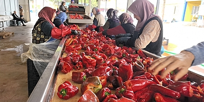 Hollanda'nın biber salçasını İnegöllü kadınlar üretiyor