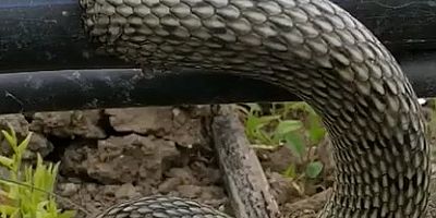 HORTUMA SIKIŞAN YILANI KURTARARAK DOĞAYA SALDI