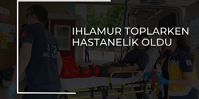 Ihlamur toplarken hastanelik oldu